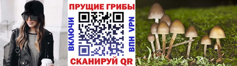что такое   Боровичи  Псилоцибиновые грибы Psilocybine cubensis 